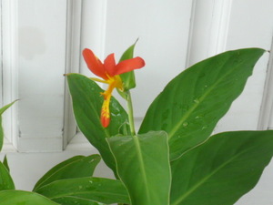 2色の可愛い花【ダンドク】カンナの原種のひとつ、、