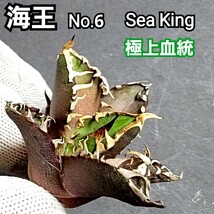 極上血統！　海王　No.6 　アガベ　チタノタ　成熟すると葉の先から根元まで強い鋸歯がびっしりと並び、攻撃的な姿に！鋸歯も厚く厳つい！_画像2