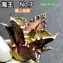 極上血統！　海王　No.7 　アガベ　チタノタ　成熟すると葉の先から根元まで強い鋸歯がびっしりと並び、攻撃的な姿に！鋸歯も厚く厳つい！_画像2