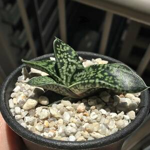 【原種】 ガステリア リリプターナ 淡色矮性タイプ　G. bicolor var. liliputana, Plutosvale　多肉植物