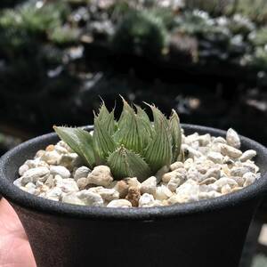 【原種】 ハオルチア ムクロナータ　H. mucronata, VDV20170203A, Buffelsdrift, E of Ladismith　多肉植物