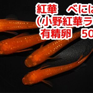 小野紅帝ラメ紅華　メダカの有性卵　50個＋α紅帝より赤くなる品種にラメが入ってます 