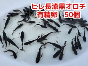 漆黒オロチ ヒレ長メダカの有性卵　50個＋αオロチ めだか ヒレ長 ブラック 