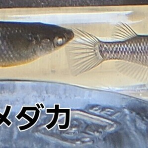 Fuji Aqua Green様で購入した上物な親から産まれた個体 エヴァ２０匹 五色タイプR.RLF 6匹 幹之ダルマ4匹おまけ夜桜ゴールド稚魚～幼魚の画像1