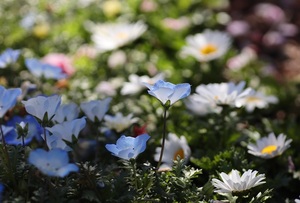 送料無料 画像 データ 花　ネモフィラ flower photo photography 