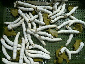 シルクワーム ＬＬサイズ 20匹+20%増量　シルクワームフード50g付き　カイコ　蚕　送料無料