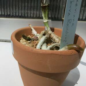 C.walkeriana tipo 'Sakura Raindrop' 分株の画像4