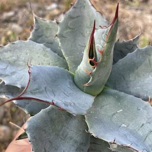 1 Agave Parasana アガベ パラサナの画像10