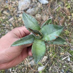 35 Agave oteroi Iran アガベ オテロイ イラン 実生の画像5