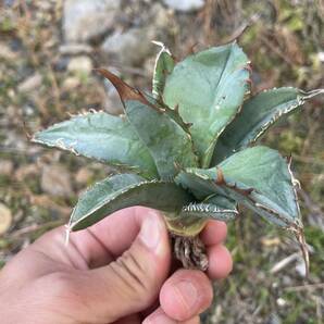 35 Agave oteroi Iran アガベ オテロイ イラン 実生の画像4