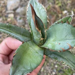 35 Agave oteroi Iran アガベ オテロイ イラン 実生の画像10