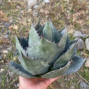 40 Agave Parasana アガベ　パラサナ