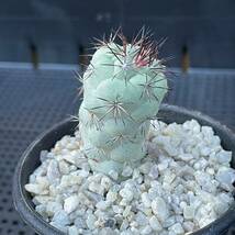 45 Ortegocactus macdougallii オルテゴカクタス　マクドガリー_画像1