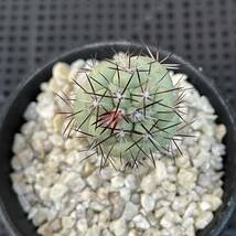 45 Ortegocactus macdougallii オルテゴカクタス　マクドガリー_画像5