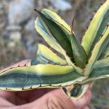 2 Agave lophantha アガベ　ロファンサ　五色万代_画像9