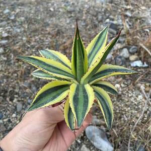 2 Agave lophantha アガベ　ロファンサ　五色万代