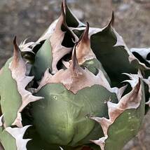 15 Agave titanota Dwarf アガベ　チタノタ　ドワーフ_画像9