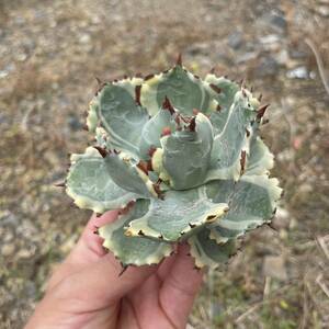 20 Agave isthmensis Ohi Kabutogani アガベ　イシスメンシ　カブトガニ綿