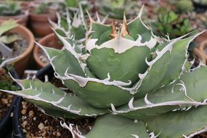 9 Agave titanota Griffin アガベ　チタノタ　グリフィン