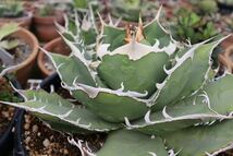 11 Agave titanota Griffin アガベ　チタノタ　グリフィン_画像1