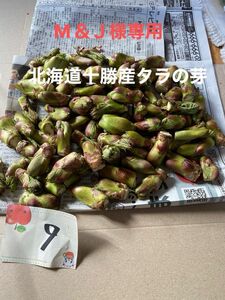 M＆Ｊ様専用　北海道十勝産　タラの芽　小さいサイズ山盛り　600g