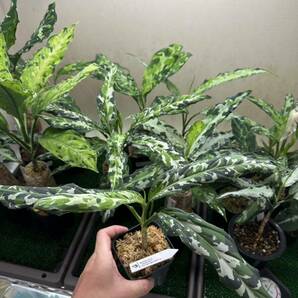 Aglaonema pictum Tekkadan Multi from Tigalingga 【AZ0818-5g】鉄華団の画像2