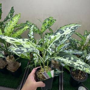 Aglaonema pictum GW1507 メサイヤ Padang sidempuan 【TB】の画像3