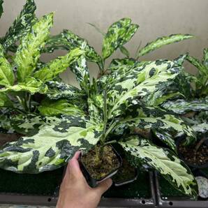 Aglaonema pictum GW1507 メサイヤ Padang sidempuan 【TB】の画像6