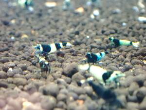 * black shadow shrimp 10 pcs +α