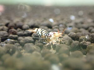 * black fancy Tiger shrimp 30 pcs +α