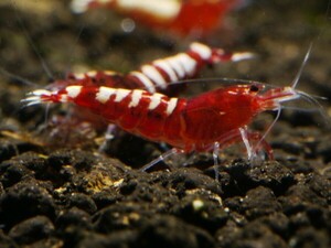 * red fancy Tiger shrimp 30 pcs +α