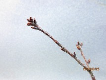 [讃岐屋緑兵衛]楊貴妃桜(32489)全高：36㎝※同梱包は「まとめて取引」手続厳守※送料明記＊説明必読_画像10