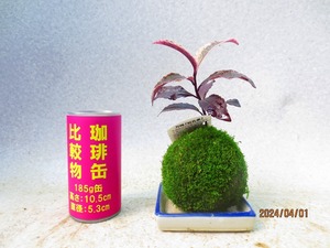 [讃岐屋緑兵衛] 万両 紅孔雀 苔玉 皿付 (426)全高：17㎝【小型送料】※同梱包は「まとめて取引」手続厳守※送料明記＊説明必読