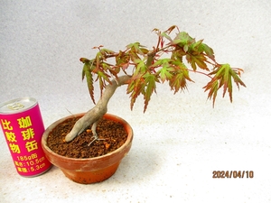 [.. shop green ..]momiji(41066 plant pot ) total height :20.* same packing is [ together transactions ] procedure strict observance * postage clear writing * explanation obligatory reading 