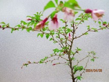 [讃岐屋緑兵衛]雲竜富士桜 湖上の舞 ※花終り (4752)全高：34㎝※同梱包は「まとめて取引」手続厳守※送料明記＊説明必読　_画像10