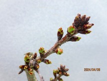 [讃岐屋緑兵衛]旭山桜 (4882黒丸プラ鉢)全高：34㎝※同梱包は「まとめて取引」手続厳守※送料明記＊説明必読_画像2