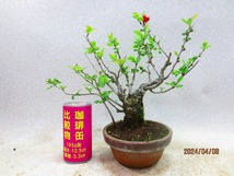 [讃岐屋緑兵衛]木瓜 品種不明 ※花終り (4683駄温鉢)全高：29㎝※同梱包は「まとめて取引」手続厳守※送料明記＊説明必読　_画像1