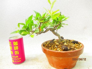 [.. shop green ..] kai dou(41331 plant pot ) total height :20.* same packing is [ together transactions ] procedure strict observance * postage clear writing * explanation obligatory reading 