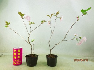 [讃岐屋緑兵衛]富士桜 2点組 4/6開花～花終り想定 (41688)全高：37㎝※同梱包は「まとめて取引」手続厳守※送料明記＊説明必読　