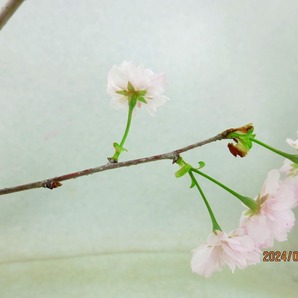 [讃岐屋緑兵衛]富士桜 2点組 4/6開花～花終り想定 (41688)全高：37㎝※同梱包は「まとめて取引」手続厳守※送料明記＊説明必読 の画像9