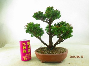 [.. shop green ..].. Japanese cedar (42020 purple mud circle pot ) total height :28.* same packing is [ together transactions ] procedure strict observance * postage clear writing * explanation obligatory reading 