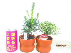 [讃岐屋緑兵衛]2点組 斑入白鳥花/三河黒松(42636)全高：24㎝※同梱包は「まとめて取引」手続厳守※送料明記＊説明必読