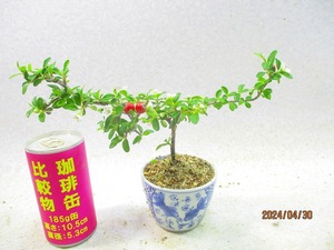 [讃岐屋緑兵衛] コケモモカマツカ 4/30開花～花変化想定 (42958模様入白釉丸鉢)全高：20㎝※同梱包は「まとめて取引」手続厳守※送料明記