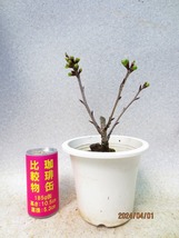 [讃岐屋緑兵衛] 旭山桜 4/1蕾～花変化想定 (407白丸プラ鉢)全高：31㎝※同梱包は「まとめて取引」手続厳守※送料明記＊説明必読_画像1