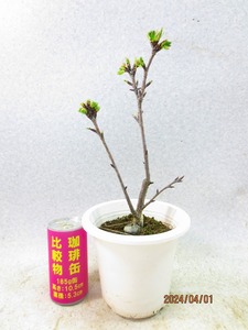 [讃岐屋緑兵衛] 旭山桜 4/1蕾～花変化想定 (452白丸プラ鉢)全高：35㎝※同梱包は「まとめて取引」手続厳守※送料明記＊説明必読