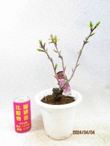 [讃岐屋緑兵衛]旭山桜 4/4開花～花終想定(4186白丸プラ鉢)全高：33㎝※同梱包は「まとめて取引」手続厳守※送料明記＊説明必読_画像1