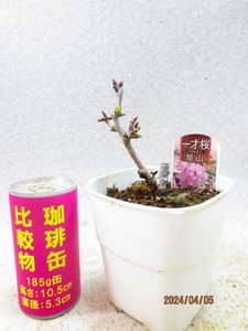 [讃岐屋緑兵衛] 旭山桜 4/5蕾～花変化想定 (4484白プラ鉢)全高：20㎝※同梱包は「まとめて取引」手続厳守※送料明記＊説明必読