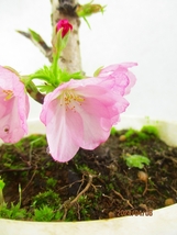 [讃岐屋緑兵衛]旭山桜 4/6開花～花終想定(4603)全高：28㎝※同梱包は「まとめて取引」手続厳守※送料明記＊説明必読　_画像6