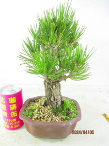 [.. shop green ..] dream .(4573 purple mud tree nail pot ) total height :28.* same packing is [ together transactions ] procedure strict observance * postage clear writing * explanation obligatory reading 