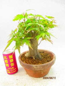 [.. shop green ..]momiji(41226 plant pot ) total height :26.* same packing is [ together transactions ] procedure strict observance * postage clear writing * explanation obligatory reading 